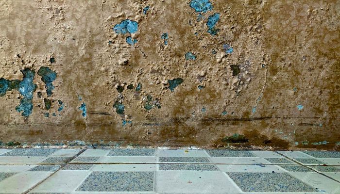 Water seeping through cracks in a basement wall with visible mold growth